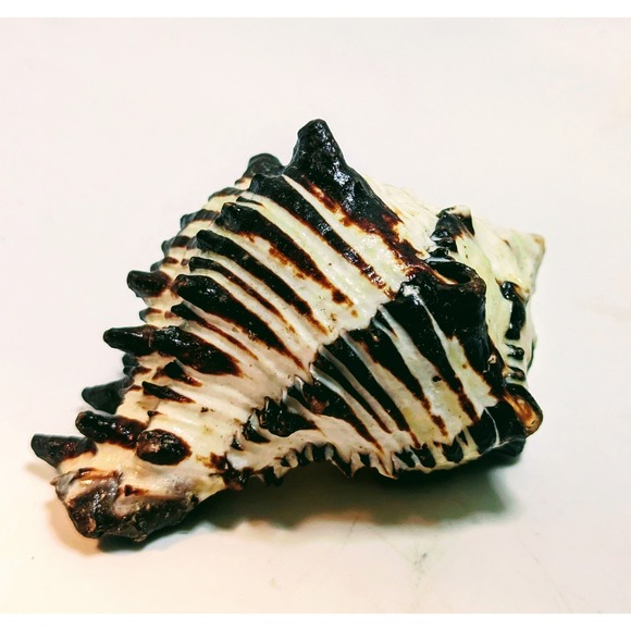 88mm 3.5" BIack Murex Hexaplex Radix Sea Shell Conch Hermit - Picture 2 of 7